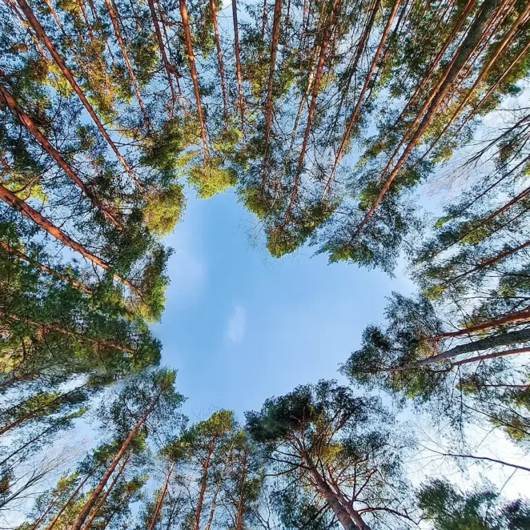 Dr. Christoph Prandstetter persönlich Blick nach oben durch hohe Bäume mit herzförmigem Ausschnitt im Himmel.